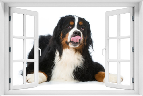 Fototapeta Naklejka Na Ścianę Okno 3D - Hund schleckt sich das Maul