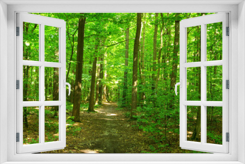 Fototapeta Naklejka Na Ścianę Okno 3D - Path in green forest