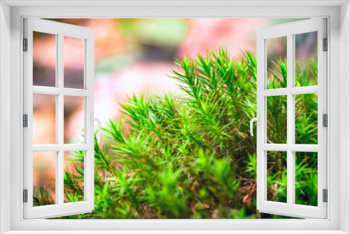Fototapeta Naklejka Na Ścianę Okno 3D - Green moss background texture beautiful in nature