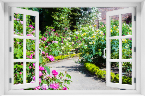Fototapeta Naklejka Na Ścianę Okno 3D - Beautiful rose garden in Summer, UK.
