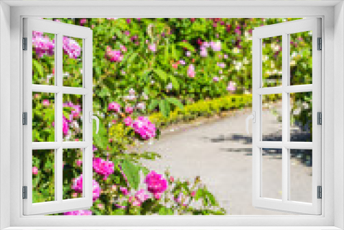 Fototapeta Naklejka Na Ścianę Okno 3D - Beautiful rose garden in Summer, UK.