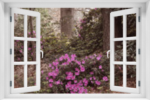 Fototapeta Naklejka Na Ścianę Okno 3D - Peaceful Forest