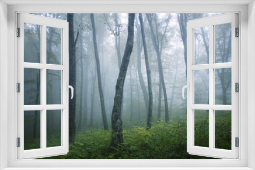 Fototapeta Naklejka Na Ścianę Okno 3D - misty forest on rainy day