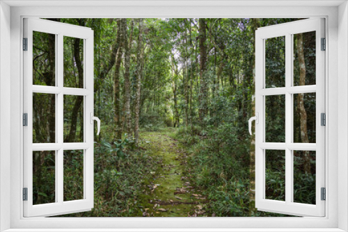 Fototapeta Naklejka Na Ścianę Okno 3D - Atlantischer Urwald in Brasilien