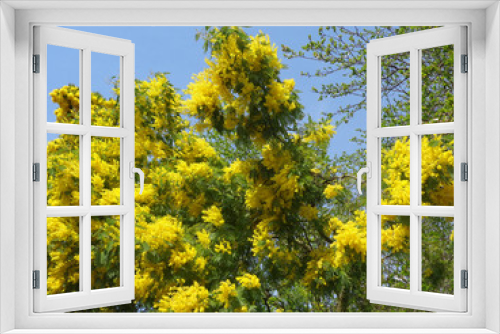 Fototapeta Naklejka Na Ścianę Okno 3D - Bright yellow twigs of blooming mimosa and first green leaves on the trees