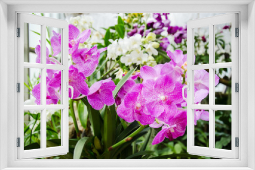 Fototapeta Naklejka Na Ścianę Okno 3D - Purple orchid flower blossom in a garden