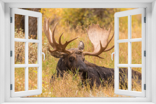 Fototapeta Naklejka Na Ścianę Okno 3D - Bull Shiras Moose in Autumn