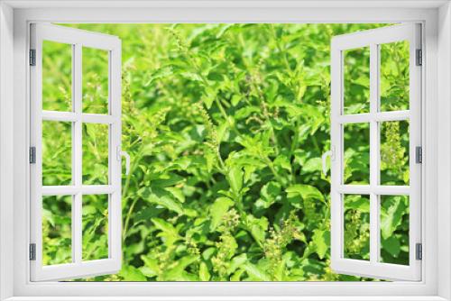 Fototapeta Naklejka Na Ścianę Okno 3D - Fresh basil leaves herb and ingredient food