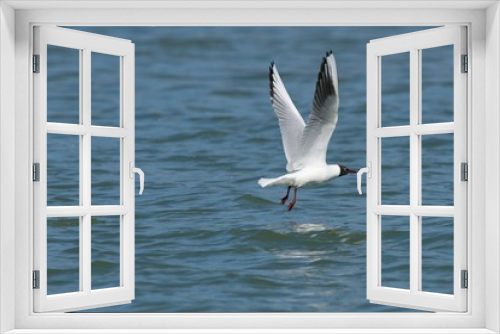 Fototapeta Naklejka Na Ścianę Okno 3D - Seagull flying over the lake