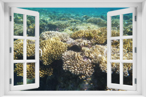 Fototapeta Naklejka Na Ścianę Okno 3D - barriera corallina e pesci
