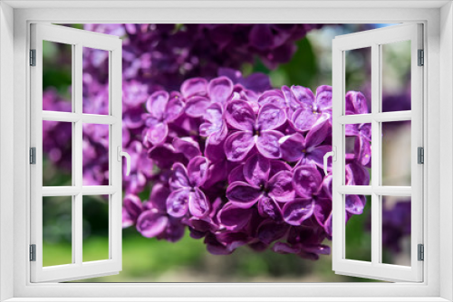 Fototapeta Naklejka Na Ścianę Okno 3D - Beautiful blooming purple lilac branch