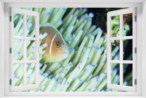 Fototapeta Naklejka Na Ścianę Okno 3D - Anemone fish