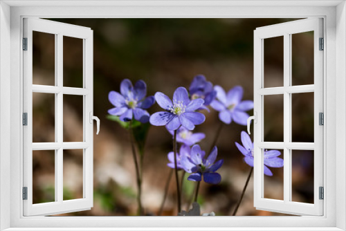 Fototapeta Naklejka Na Ścianę Okno 3D - Lila Leberblümchen im Frühling