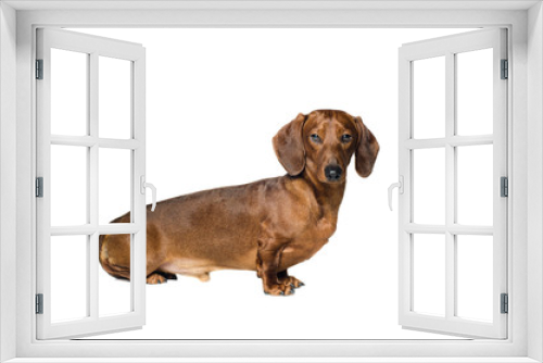 Fototapeta Naklejka Na Ścianę Okno 3D - short red Dachshund Dog, hunting dog, isolated over white background