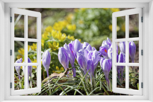 Fototapeta Naklejka Na Ścianę Okno 3D - Close-up of saffron flowers. Macro greenery background with violet crocuses. Shallow depth of field