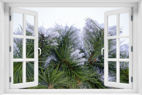 Fototapeta Naklejka Na Ścianę Okno 3D - Snowy spruce texture