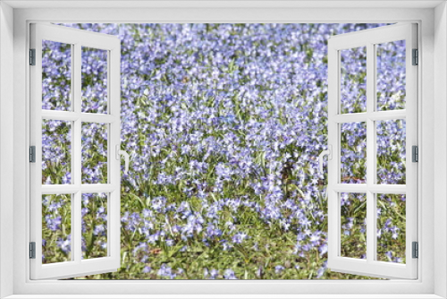 Fototapeta Naklejka Na Ścianę Okno 3D - Blausternblüte