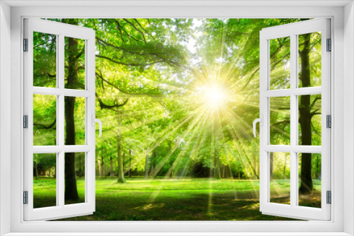 Fototapeta Naklejka Na Ścianę Okno 3D - Waldlichtung im Sonnenschein