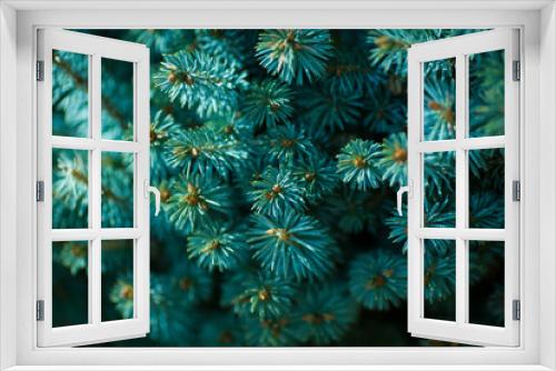 Fototapeta Naklejka Na Ścianę Okno 3D - Blue spruce closeup. On a green background.