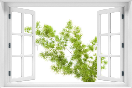 Fototapeta Naklejka Na Ścianę Okno 3D - asparagus branches on white