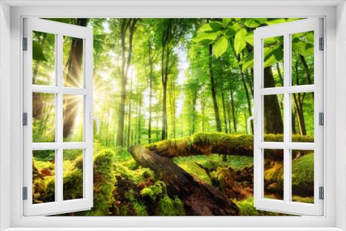 Fototapeta Naklejka Na Ścianę Okno 3D - Green forest scenery with the sun casting beautiful rays through the foliage, mossy lumber in the foreground