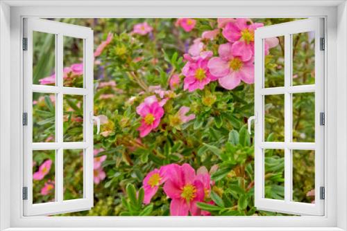 Fototapeta Naklejka Na Ścianę Okno 3D - Flowers of pink cinquefoil