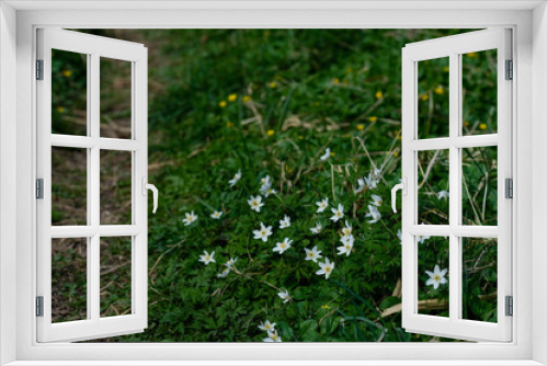 Fototapeta Naklejka Na Ścianę Okno 3D - Waldblumen im Frühling