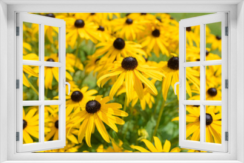 Fototapeta Naklejka Na Ścianę Okno 3D - Black eyed susan- rudbeckia flowers