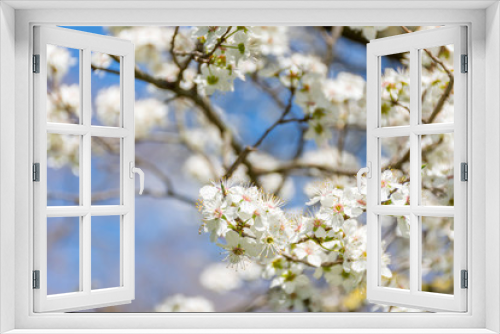 Fototapeta Naklejka Na Ścianę Okno 3D - Spring tree branch in blossom, or cherry blossom. Artistic background with copy space for text.