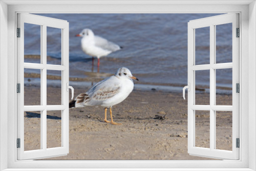 Fototapeta Naklejka Na Ścianę Okno 3D - A Seagull walks on the beach