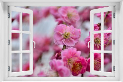 Fototapeta Naklejka Na Ścianę Okno 3D - Plum Flower