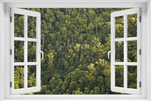 Fototapeta Naklejka Na Ścianę Okno 3D - Trees in the woods