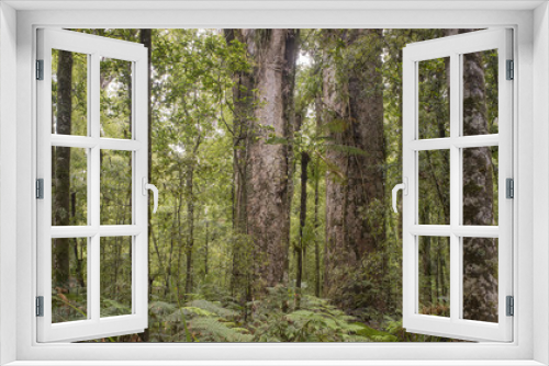 Fototapeta Naklejka Na Ścianę Okno 3D - Trounson Kauri Park, New Zealand