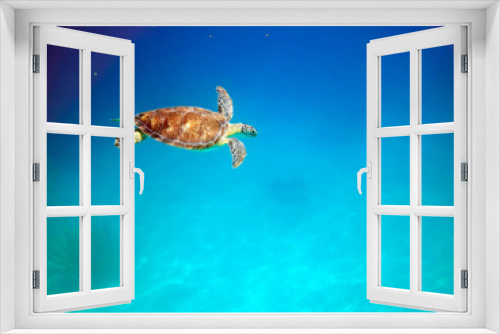 Fototapeta Naklejka Na Ścianę Okno 3D - Turtle swimming