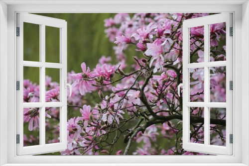 Fototapeta Naklejka Na Ścianę Okno 3D - Ast einer rosa sternförmigen Magnolie (Magnolia Loebneri, Leonard Messel) vor grünem Hintergrund