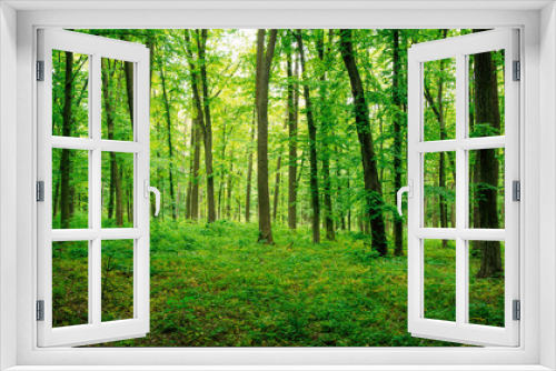 Fototapeta Naklejka Na Ścianę Okno 3D - forest green