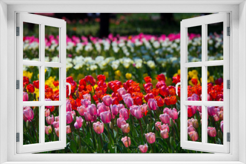 Fototapeta Naklejka Na Ścianę Okno 3D - Colorful Tulips