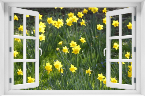Fototapeta Naklejka Na Ścianę Okno 3D - Narzissenblüte  (Narcissus Pseudonarcissus)