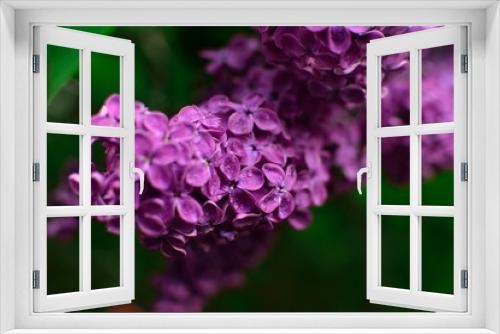 Fototapeta Naklejka Na Ścianę Okno 3D - Flowers (macro with blur)