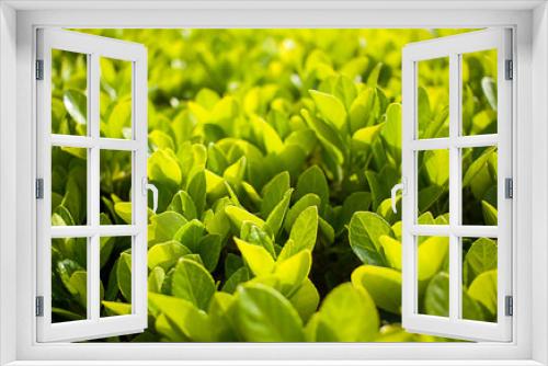 Fototapeta Naklejka Na Ścianę Okno 3D - Bush with green leaves