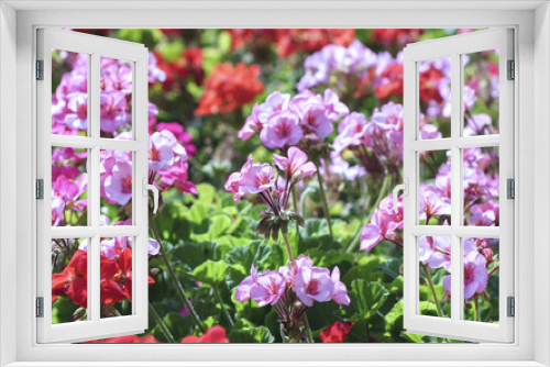 Fototapeta Naklejka Na Ścianę Okno 3D - Geranium Flower blooming colorful pink, white, purple, in the garden in spring weather greeted the beautiful new day