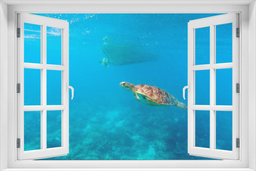 Fototapeta Naklejka Na Ścianę Okno 3D - Sea turtle in seawater above coral reef. Marine animal in wild nature.