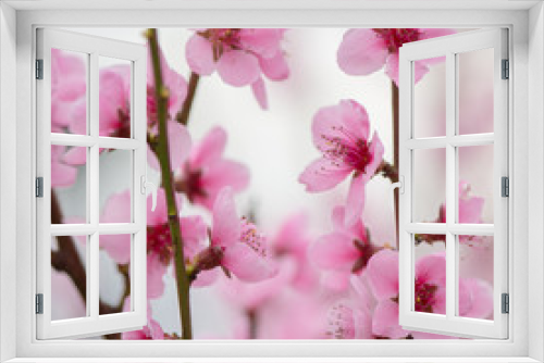 Fototapeta Naklejka Na Ścianę Okno 3D - Pink blooming tree in garden, spring concept.