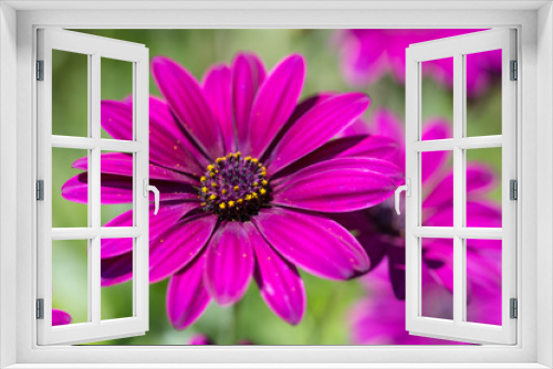 Fototapeta Naklejka Na Ścianę Okno 3D - デイジーの花