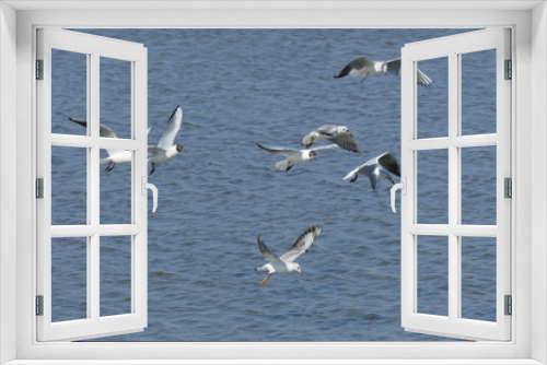 Fototapeta Naklejka Na Ścianę Okno 3D - Gabbiani comuni in volo