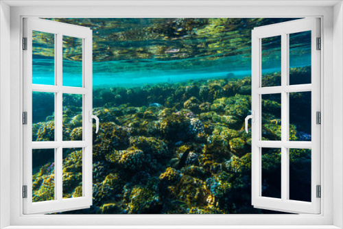 Fototapeta Naklejka Na Ścianę Okno 3D - red sea coral reef with hard corals, fishes underwater photo