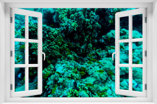 Fototapeta Naklejka Na Ścianę Okno 3D - Sea under water nature, with reaf coral and fishes. Sea flora and fauna.
