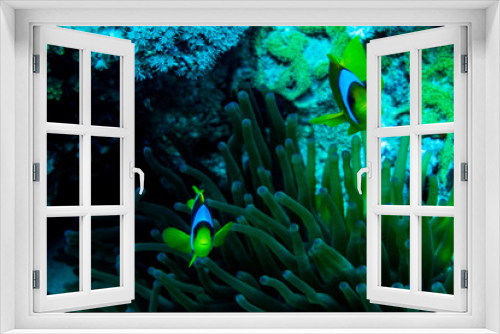 Fototapeta Naklejka Na Ścianę Okno 3D - underwater coral garden with anemone and a pair of yellow clownfish