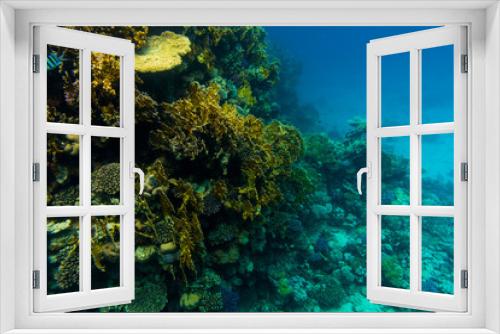 Fototapeta Naklejka Na Ścianę Okno 3D - Tentacled flathead on coral reaf of Sharm El Sheih