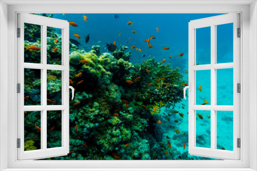 Fototapeta Naklejka Na Ścianę Okno 3D - Tropical Fish on Vibrant Coral Reef, underwater scene